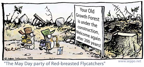  Old Growth Forest under construction, keywords:
 endangered species Old Growth Forest under construction clearcut. finnish may day party migration nesting site red-breasted flycatcher cartoon