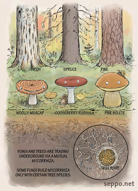  Trees and fungi are trading underground, keywords:
 tree birch norway spruce scots pine fungus fungi mushroom mycorrhiza mycelium mycelia woolly milkcap bearded milkcap gooseberry russula pine bolete tree root Lactarius torminosus Russula queletii Boletus pinophilus Betula Picea abies Pinus sylvestris cart