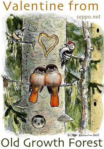  Valentine from old growth forests, keywords:
 Valentine old growth forest sibirian jay net card cartoon greeting card
