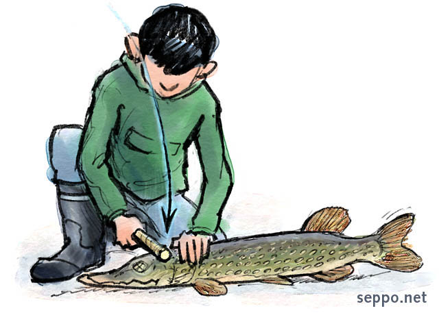  How to Gut a Fish  Stunning, keywords:
 fish roundfish catch food gut gutting clean cleaning stunning killing pike Esox lucius cartoon