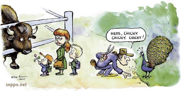  Fly fisher at the Zoo, keywords:
 fly fishing fly tying rare birds zoo feathers family Indian peafowl Blue peafowl Pavo cristatus cartoon
