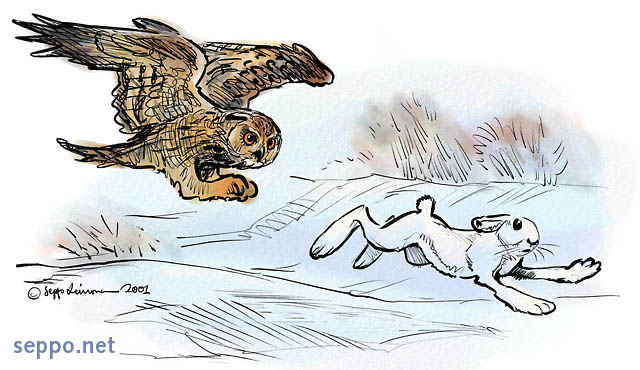 Eagle owl chasing hare, keywords:
 Eagle owl mountain hare preying catch chase chasing speed running Bubo bubo Lepus timidus cartoon