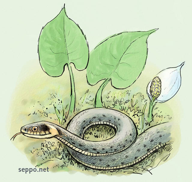   Grass snake and Calla, keywords:
 grass snake ringed snake water snake non-venomous calla bog arum marsh calla wild calla water-arum wetland plant poisonous reptile Natrix natrix Calla palustris cartoon