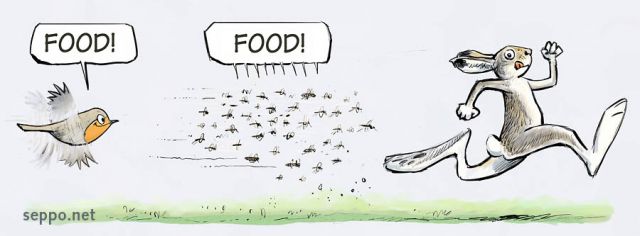  Hare blood-eaters and robin, keywords:
 mosquito black fly gadfly horse fly summer robin hare foodchain blood-eater herbivore insect-eater insect Culicidae Simuliidae Tabanidae Erithacus rubecula Lepus timidus cartoon