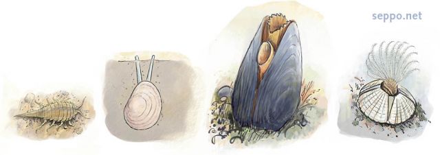  Intervertebrates in Baltic Sea, keywords:
 Baltic tellin Aquatic sowbug Blue mussel Bay barnacle Macoma baltica Saduria entomon Mytilus edulis trossulus Balanus improvisus intervertebrate crustacean mollusc Baltic Sea cartoon