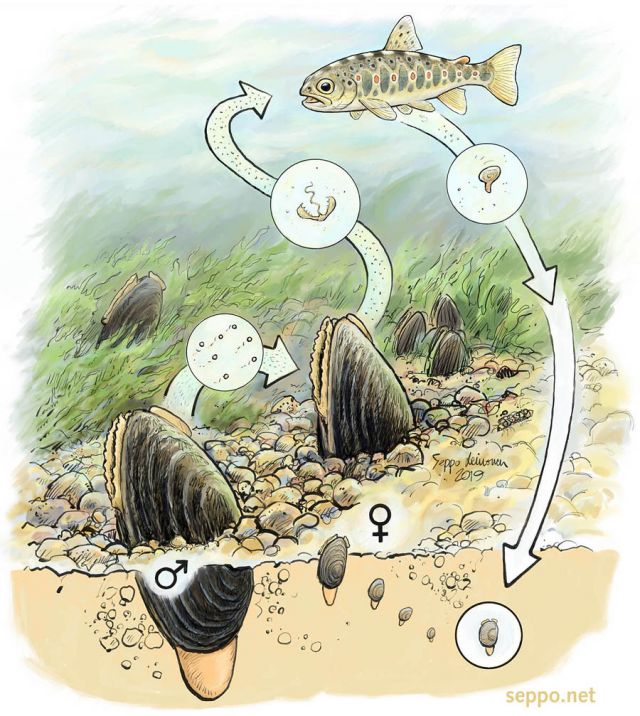 Trout and freshwater pearl mussel reproduction