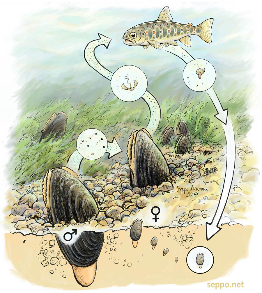  Trout and freshwater pearl mussel reproduction, keywords:  trout spawning river fish migration river creek Salmo trutta freshwater pearl mussel Margaritifera margaritifera reproduction endangered species cartoon