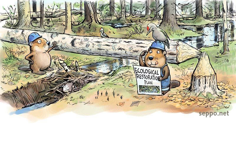 Ecological Restoration, keywords:  ecological restoration biodiversity forest mire beaver Grey-headed Woodpecker Lesser Spotted Woodpecker beetles bugs sustainabe development ecological old growth forest nature cartoon