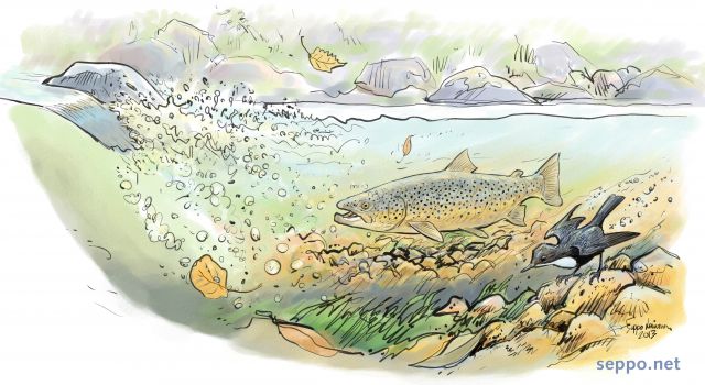  Brown trout and White-thoated Dipper , keywords:
 Brown trout White-throated Dipper Salmo trutta Cinclus cinclus whitewater rapids river creek stream cartoons