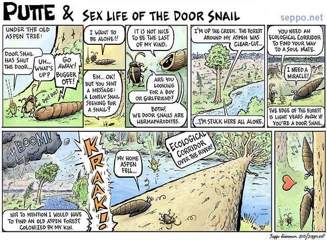  Sex life of the door snail, keywords:
 grey door snail old growth forest aspen endangered species clear-cut ecological corridor Bulgarica cana love sex life extinction cartoon