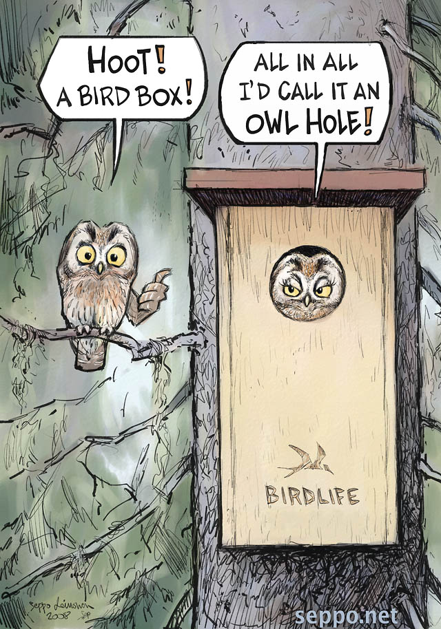  Bird box - Boreal owl, keywords:  Bird box owl hole Boreal owl Tengelman's owl Birdlife Aegolius funereus old growth forest spruce cartoon