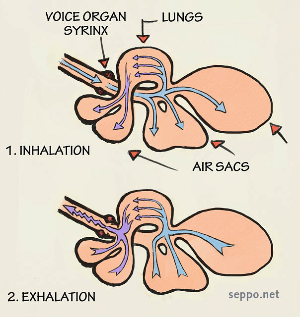 Syrinx – voice organ of birds, keywords:
 birds voice organ syrinx bird song inhalation exhalation lungs air sacs cartoon