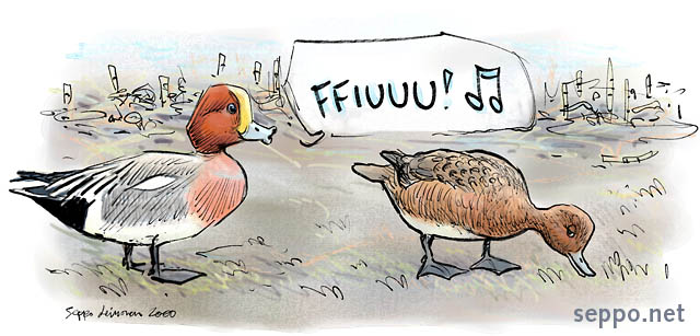  Eurasian widgeon – male and female, keywords:
 wigeon widgeon dabbling duck couple male female courting Anas penelope cartoon