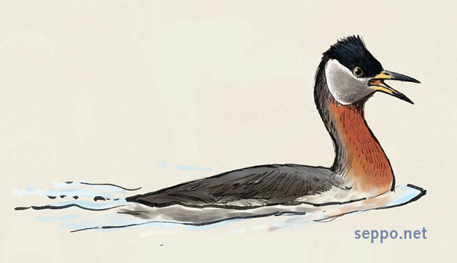  Red-necked Grebe, keywords:
 red-necked grebe aquatic bird swimming swimmer Podiceps grisegena cartoon
