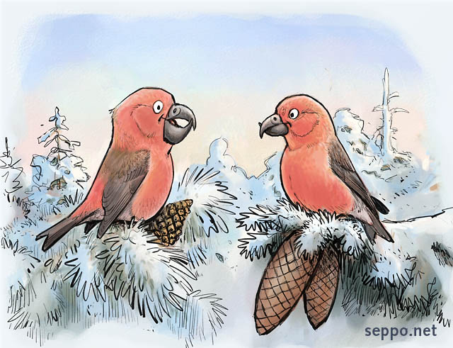  Parrot Crossbill and Common Crossbill, keywords:
 parrot crossbill common crossbill red crossbill winter conifer trees spruce pine cone Loxia pytyopsittacus Loxia curvirostra cartoon