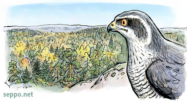  Northern goshawk , keywords:
 hawk Northern goshawk watch look eyesight vision Nuuksio Noux wilderness scenery predator Accipiter gentilis cartoon
