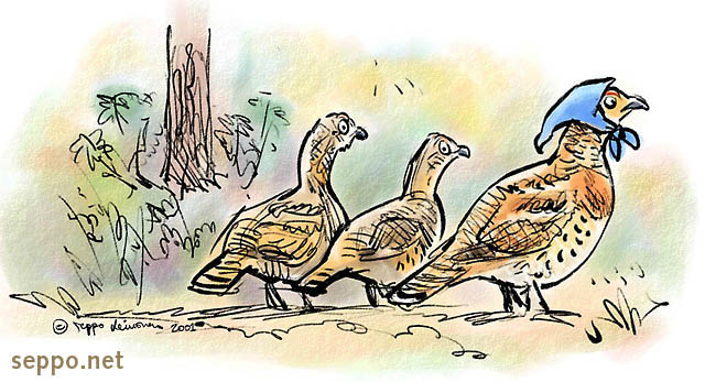  Capercaillie hen and fledglings, keywords:
 Western capercaillie hen fledglings brood forest Tetrao urogallus cartoon