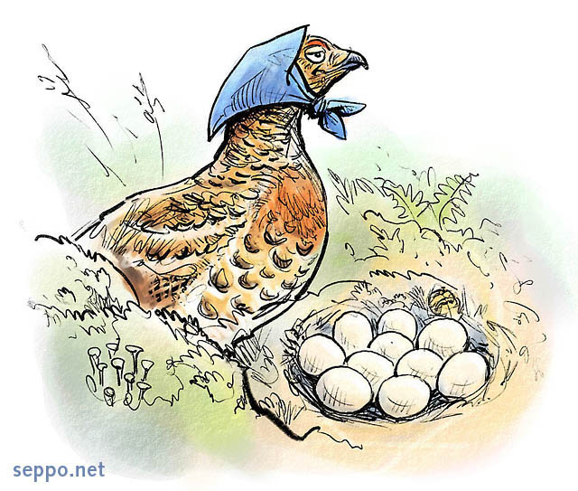  Capercaillie hen and eggs, keywords:
 Western capercaillie hen nest eggs hatch hatching Tetrao urogallus cartoon