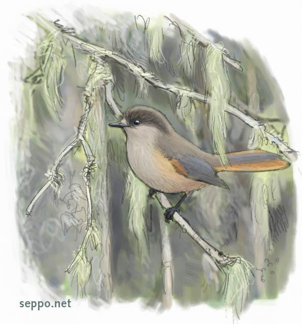  Siberian Jay and Beard Lichen on old spruce tree, keywords:
 siberian jay old growth forest coniferous forest spruce tree old man&#039;s beard beard lichen tree moss lichen Usnea Perisoreus infaustus Bryoria fuscescens cartoon