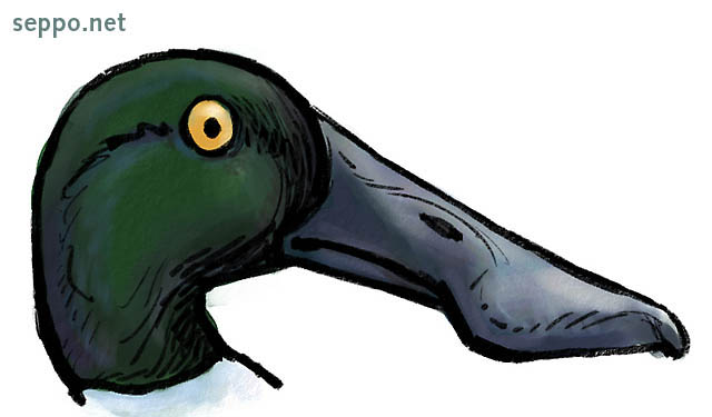  Northern shoveler, keywords:
 Northern shoveler spatulate bill spatula-shaped beak duck piirros Anas clypeata