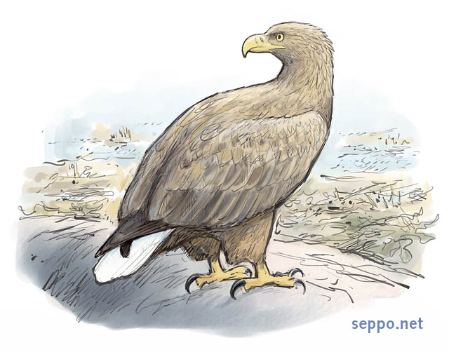  White-tailed Eagle, keywords:
 White-tailed Eagle Sea Eagle Haliaeetus albicilla seashore Baltic Sea cartoon