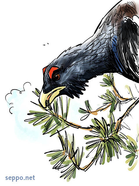  Western capercaillie feeding in winter, keywords:
 Western capercaillie Wood Grouse Heather Cock winter feeding diet pine needles Tetrao urogallus cartoon