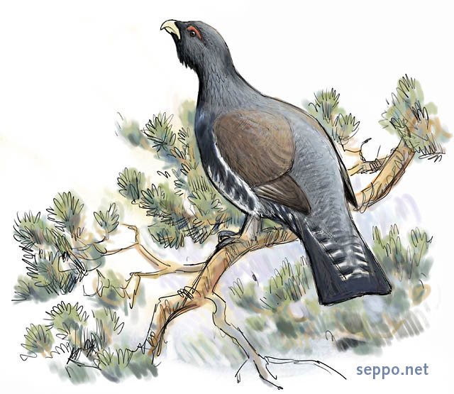  Western Capercaillie alias Wood Grouse, keywords:
 western capercaillie wood grouse heather cock pine branch cock Tetrao urogallus cartoon