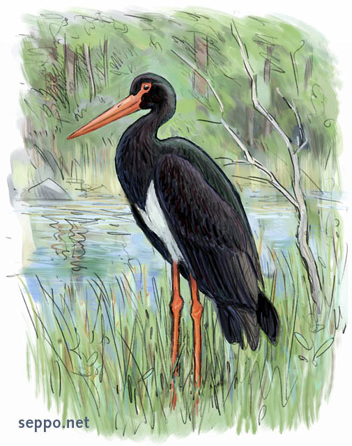  Black Stork, keywords:
 black stork wetland lake shore waterside reed Ciconia nigra cartoon