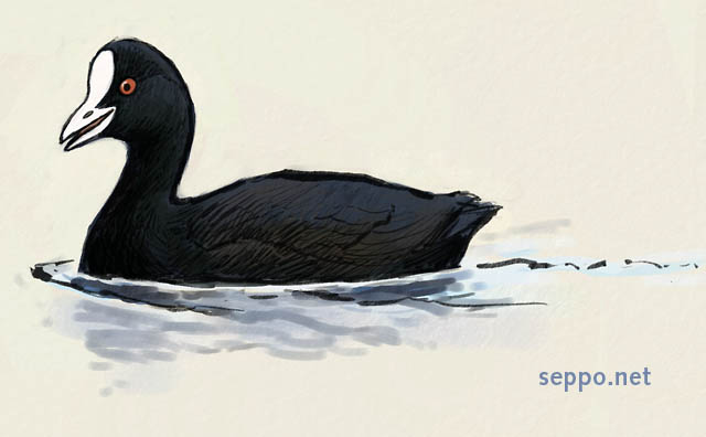  Eurasian Coot, keywords:
 eurasian coot swimming Fulica atra cartoon