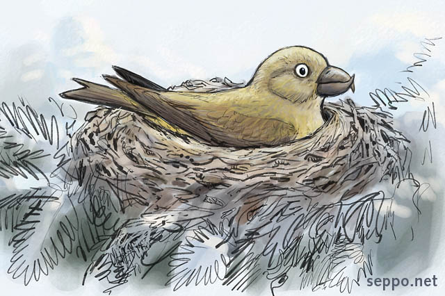  Common Crossbill incubating in winter, keywords:
 common crossbill red crossbill bird nest winter frost conifer tree incubate hatch hatching incubation female Loxia curvirostra cartoon