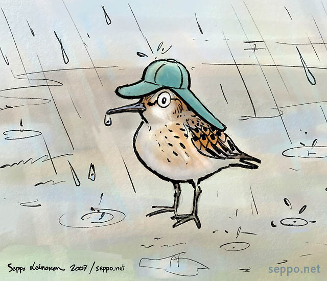  Little Stint in rain, keywords:
 Little stint rain raining wader shorebird Calidris minuta Erolia minuta cartoon