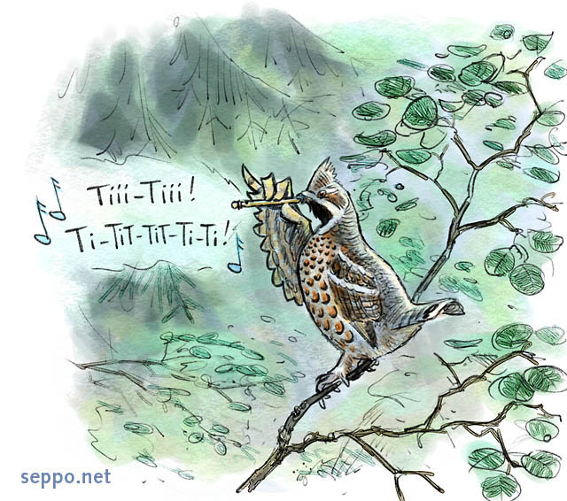  Hazel Grouse and pipe, keywords:
 Hazel Grouse Hazel Hen pipe whistle forest Tetrastes bonasia pilapiirros