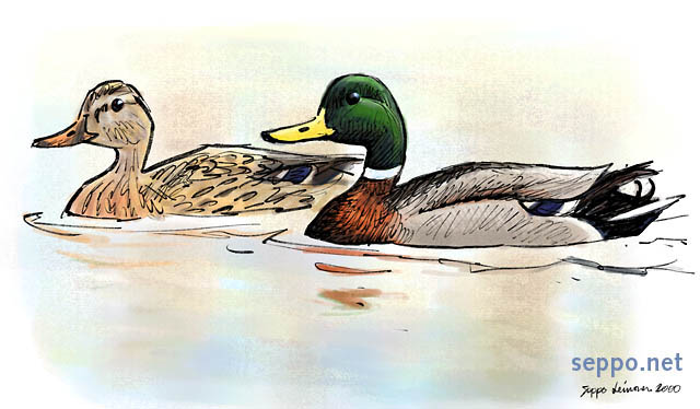  Mallard – Wild Duck – male and female, keywords:
 Mallard Wild Duck male female couple waterfowl water bird duck bird Anas platyrhynchos cartoon