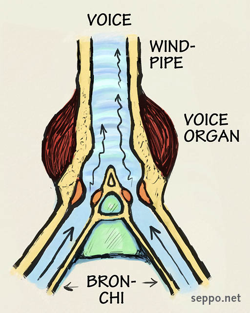  Syrinx – voice organ of birds, keywords:
 bird singing voice organ syrinx bronchus bronchi trachea windpipe cartoon