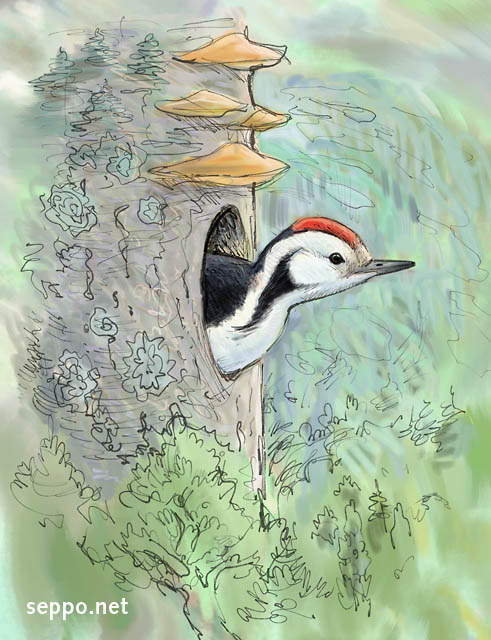  Middle Spotted Woodpecker, keywords:
 middle spotted woodpecker hole nesting nest tree oak nesting hole Polyporaceae Dendrocopos medius cartoon