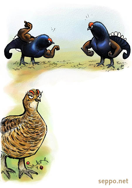  Black Grouse at courting display, keywords:
 Black grouse Blackgame courting display mating rite courtship cock hen male female Lyrurus tetrix cartoon