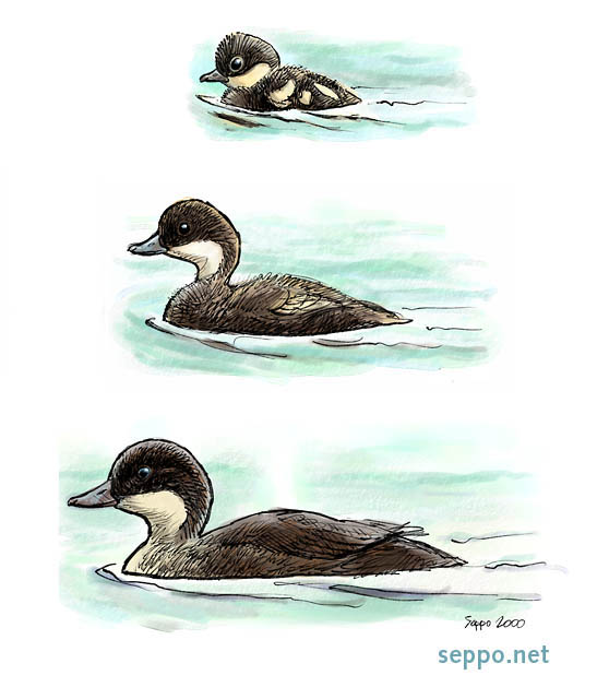  Goldeneye – growth of water bird nestlings, keywords:
 water bird waterfowl nestling chick fledgling growth development age youngster half-grown feathers down fuzz plumage Common goldeneye Bucephala clangula duck bird cartoon