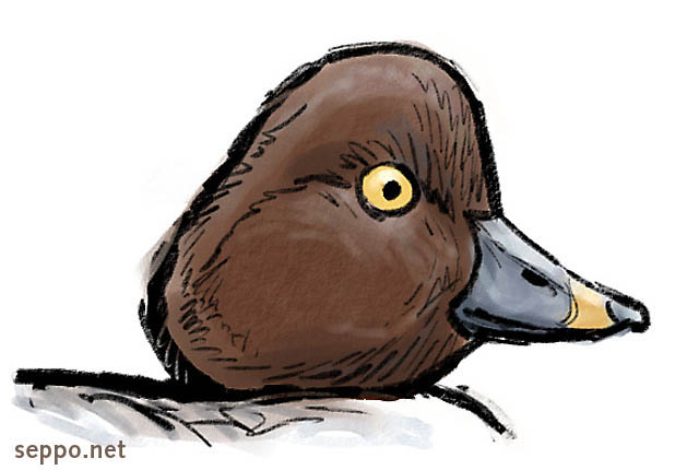  Goldeneye, keywords:
 Common goldeneye beak Bucephala clangula cartoon