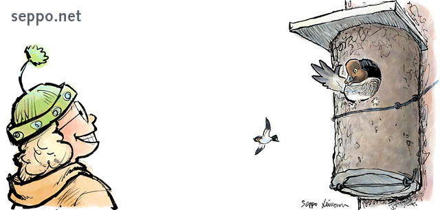  Common Goldeneye in birdhouse, keywords:
 birdhouse Common Goldeneye water bird waterfowl duck bird Bucephala clangula pilapiirros
