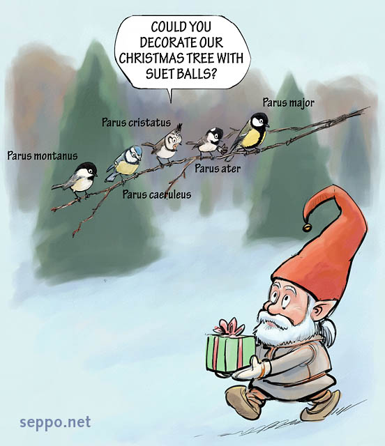  Christmas Elf and Tits, keywords:
 Willow Tit Blue Tit Crested Tit Coal Tit Great Tit elf Christmas elf present gift winter tit species Parus montanus Parus caeruleus Paridae Parus cristatus Poecile montanus Parus ater Periparus ater Parus major cartoon