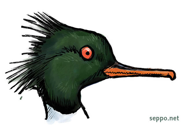  Red-breasted merganser, keywords:
 Red-breasted merganser duck bill Mergus serrator cartoon