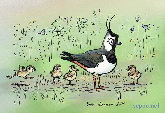 Northern Lapwing with nestlings, keywords:
 Northern Lapwing Peewit Green Plover Lapwing summer nestlings brood Vanellus vanellus cartoon