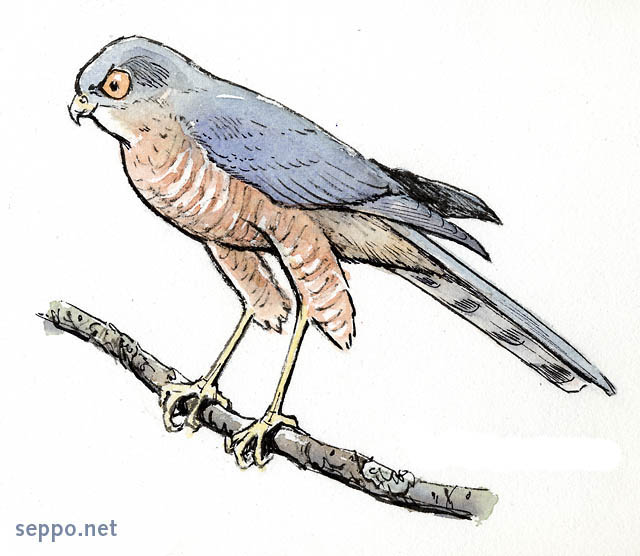  Sparrowhawk, keywords:
 Eurasian Sparrowhawk Northern Sparrowhawk male bird of prey Accipiter nisus cartoon