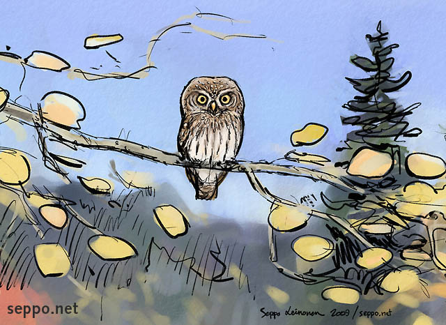  Eurasian pygmy owl and fall colors, keywords:
 Eurasian pygmy owl autumn fall fall colors Glaucidium passerinum cartoon