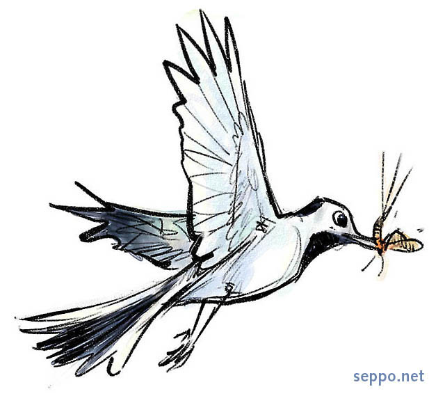  White wagtail preying, keywords:
 White wagtail preying prey insect insectivorous bird Motacilla alba cartoon