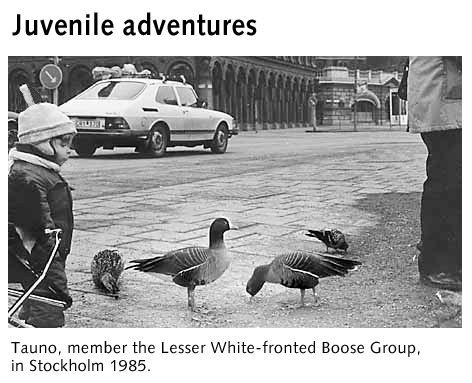  Lesser White-fronted Geese in Stockholm, keywords:
 Lesser White-fronted Goose Stockholm