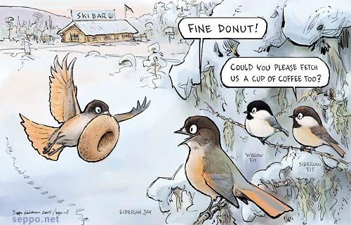  Siberian Jay and tits feeding at the wilderness, keywords:
 Siberian Jay Siberian Tit Willow Tit Ski Bar donut coffee Parus montanus Parus cinctus Perisoreus infaustus winter snow Lapland cartoon