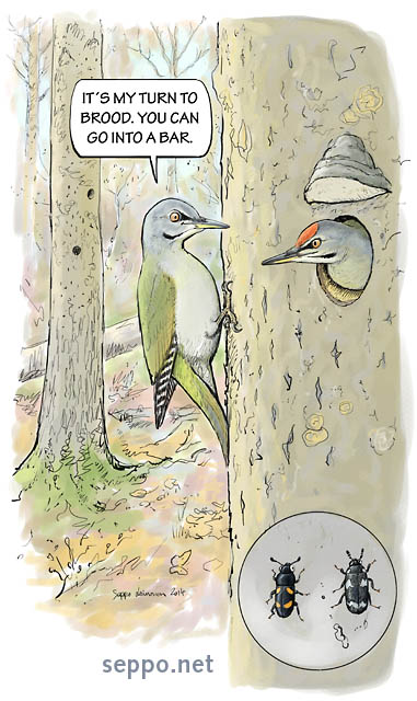  Grey-headed woodpecker in old-growth forest, keywords:
 grey-headed woodpecker old-growth forest nest nesting brooding spring aspen rotten wood cavity tree sap beetle Picus canus Glischrochilus hortensis Megatoma undata cartoon