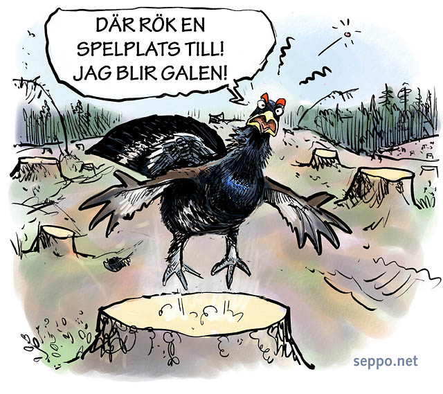  En galen tjädertupp, keywords:
 tjäder tjädertupp galen tjäder spelgalen lek kalhygge Tetrao urogallus teckning