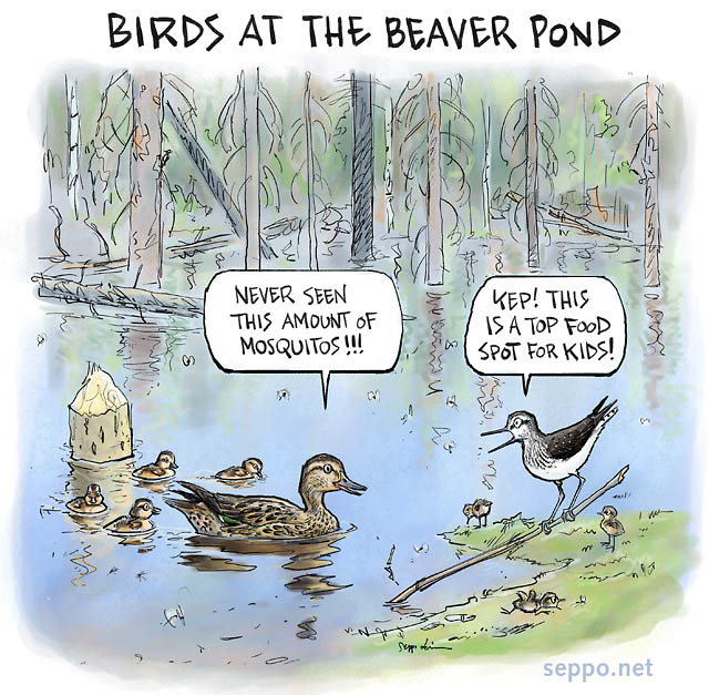  Birds nesting at the beaver pond, keywords:
 Beaver pond birds nestlings feeding mosquito Teal Green Sandpiper Anas crecca Tringa ochropus Castor fiber canadensis cartoon